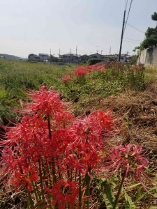 往診中の風景　彼岸花